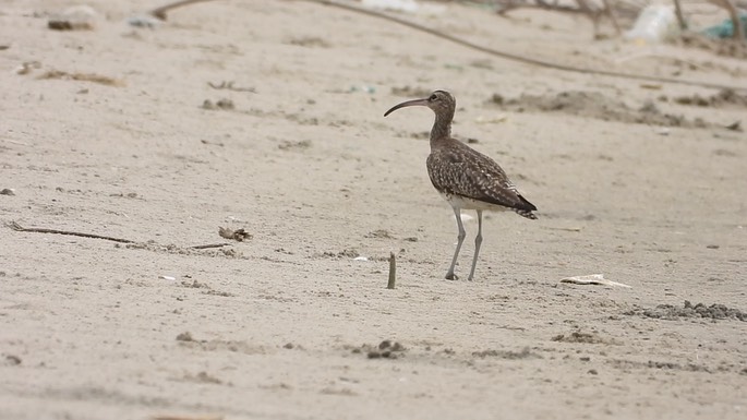 Whimbrel 1