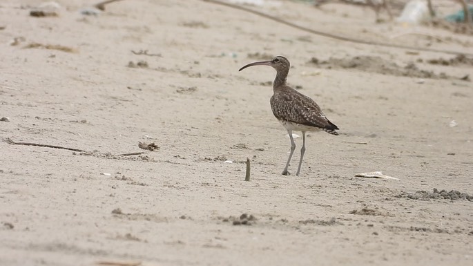 Whimbrel 2