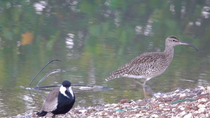 Whimbrel 3