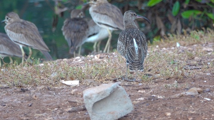 Whimbrel 4