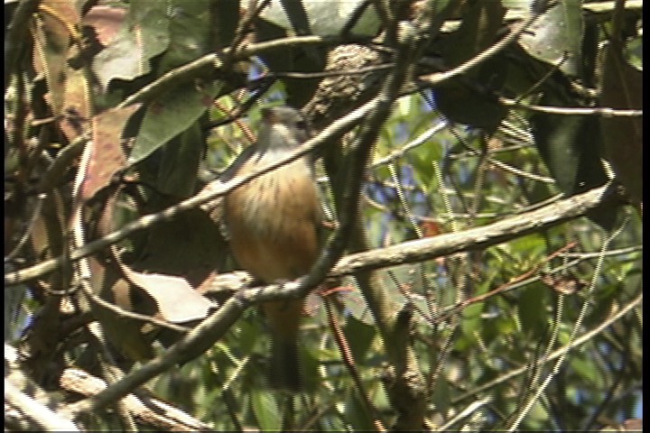 Whistler, Rufous 1