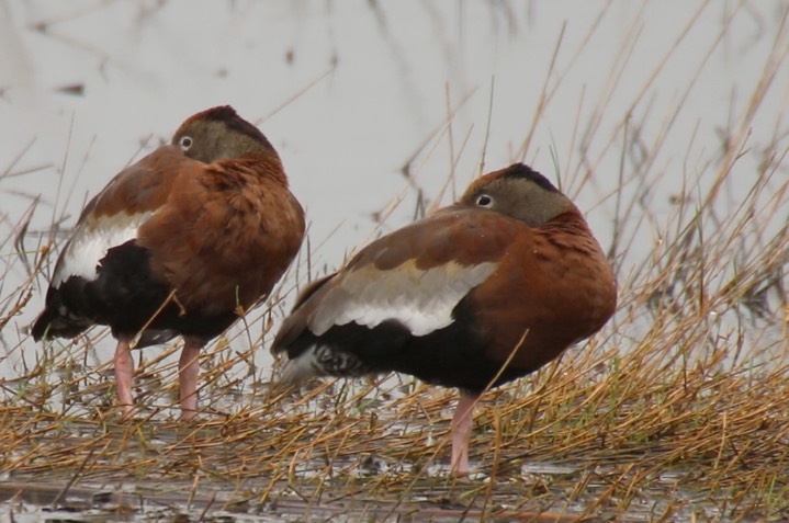 Whistling-Duck, Black-bellied (Texas) 4