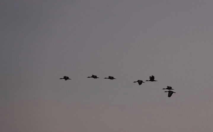 Black-bellied Whistling-Duck