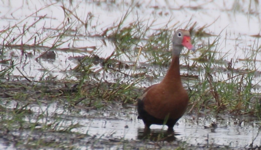 Whistling-Duck, Black-bellied (Texas) 2