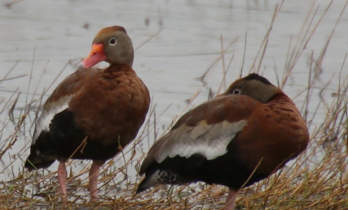 Whistling-Duck, Black-bellied (Texas) 5