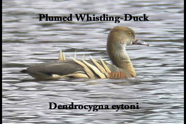 Whistling-Duck, Plumed 1