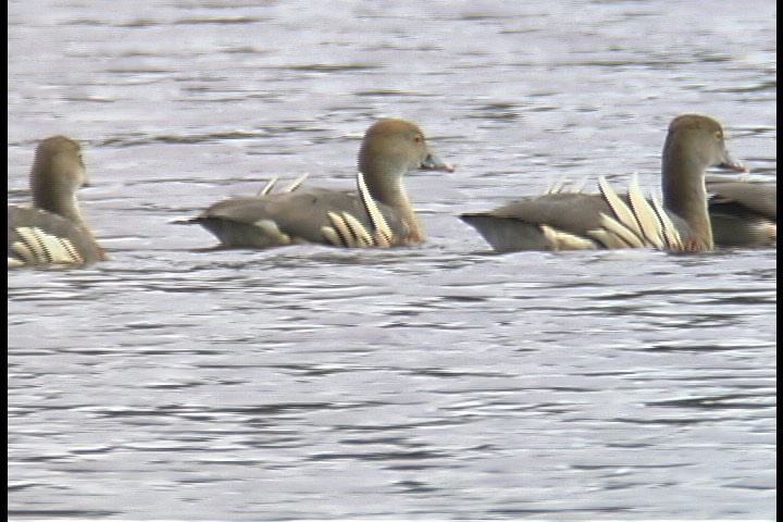 Whistling-Duck, Plumed 2