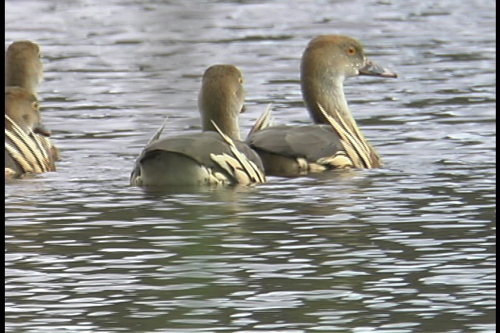 Whistling-Duck, Plumed 3