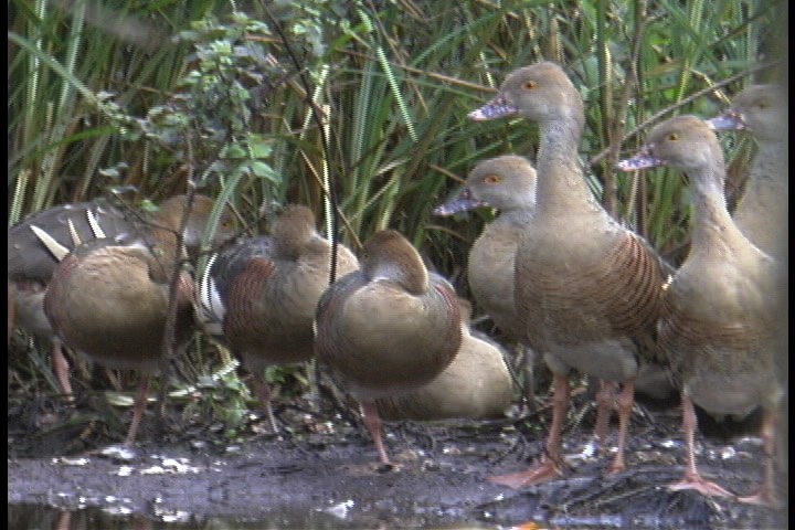 Whistling-Duck, Plumed 4