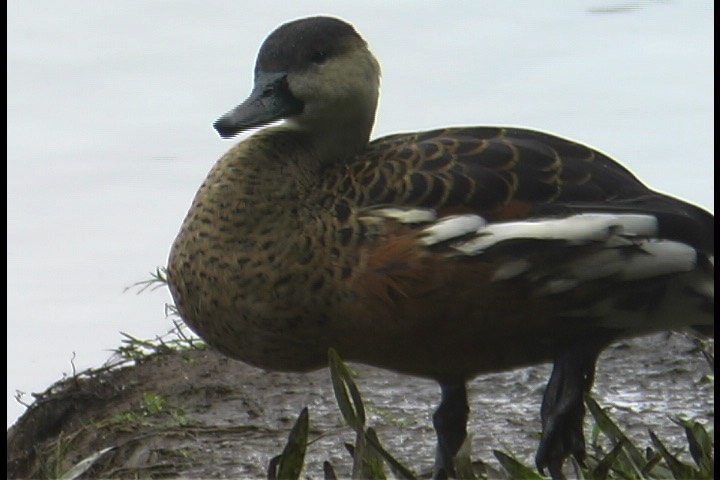 Whistling-Duck, Wandering 10