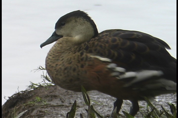 Whistling-Duck, Wandering 11