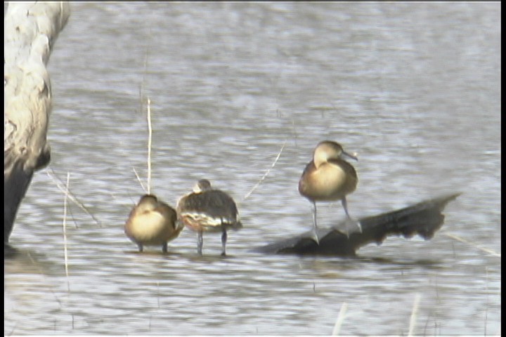 Whistling-Duck, Wandering 1