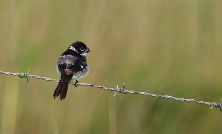 White-collared Seedeater, Sporophila torqueola3