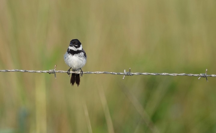 White-collared Seedeater, Sporophila torqueola4