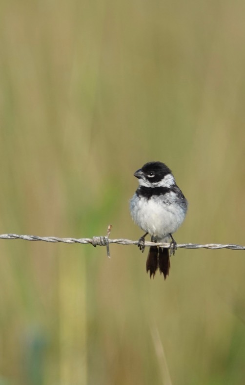 White-collared Seedeater, Sporophila torqueola2