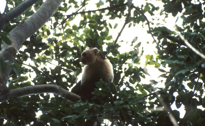 White-faced Capuchin014