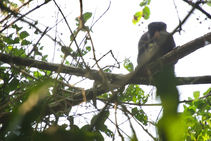 White-nosed Saki, Chiropotes albinasus