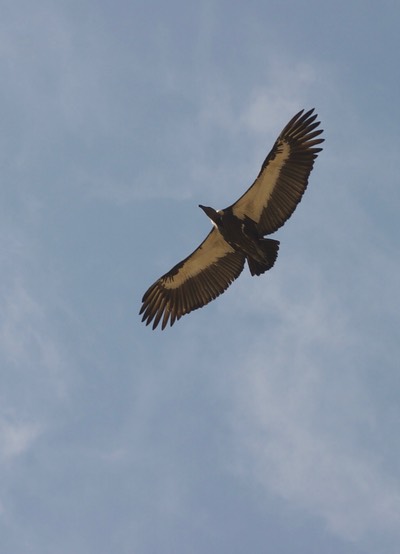 White-rumped Vulture, Gyps bengalensis1