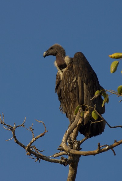 White-rumped Vulture, Gyps bengalensis2