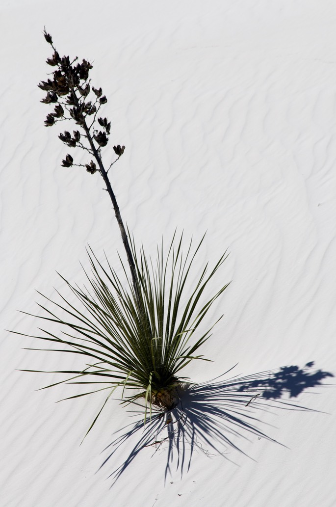 White Sands Nat Monument 3