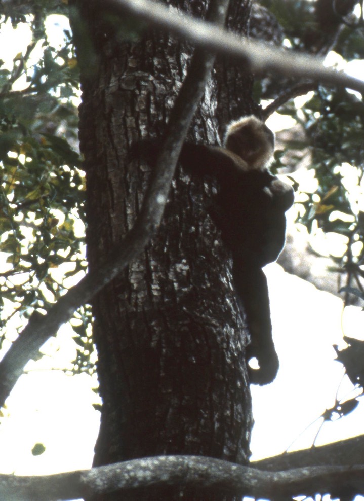 White throated Capuchin063