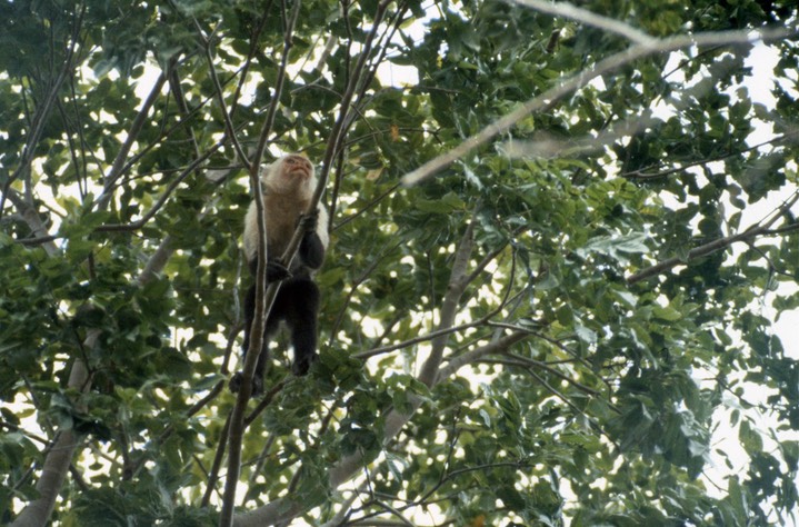 White throated Capuchin066