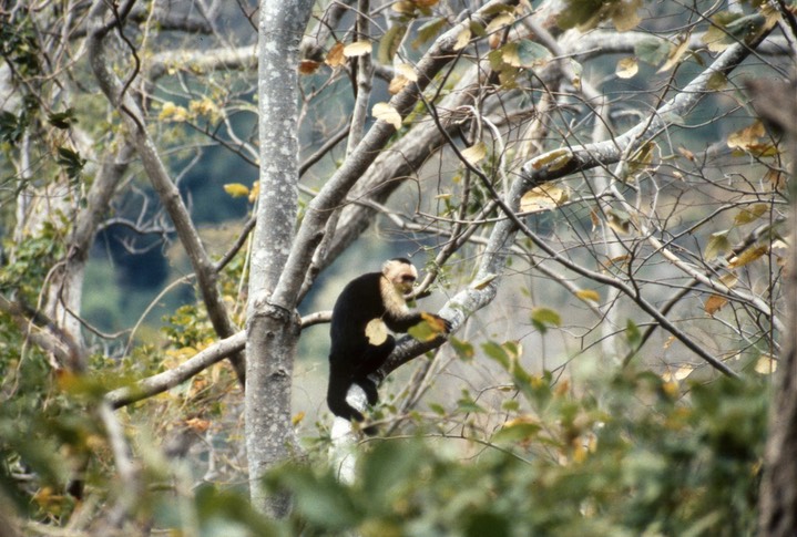 White throated Capuchin069