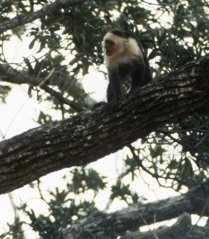 White-throated Capuchin141