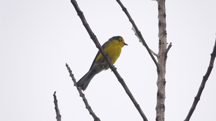 Whitestart, Golden-fronted (Cerro Montezuma, Colombia) 3