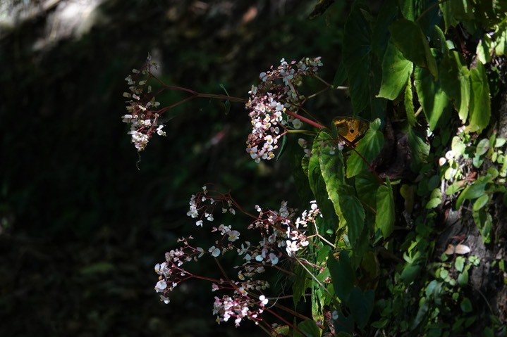 wild begonia 8