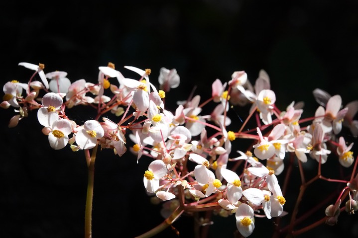 Wild Begonia1