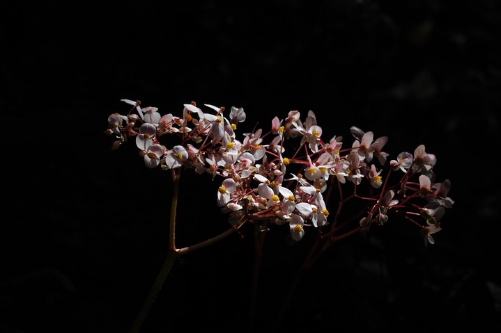 Wild Begonia3