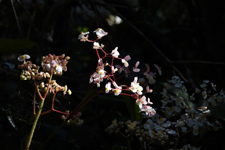 Wild Begonia5