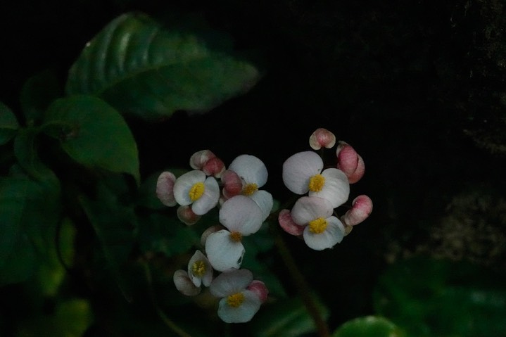 Wild Begonia6