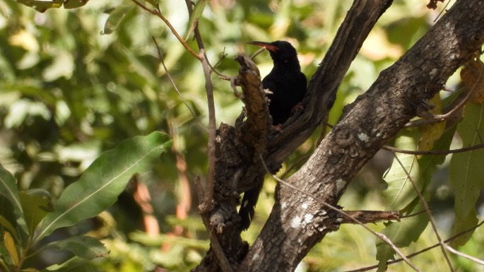 Wood-hoopoe, Green - Senegal 3