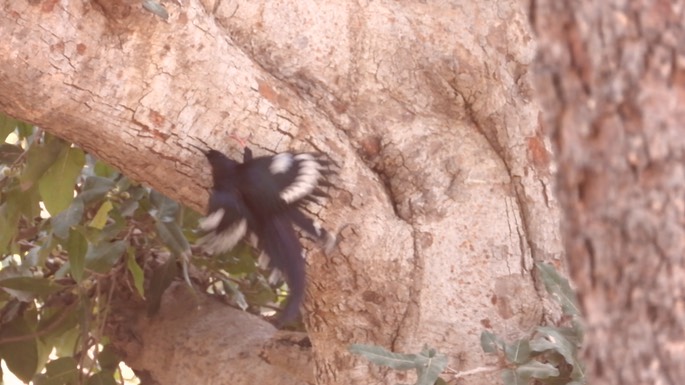 Wood-hoopoe, Green - Senegal 2