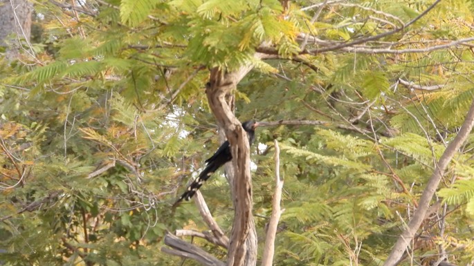 Wood-hoopoe, Green - Senegal 4