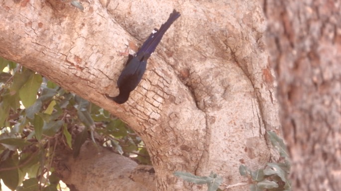 Wood-hoopoe, Green - Senegal 1