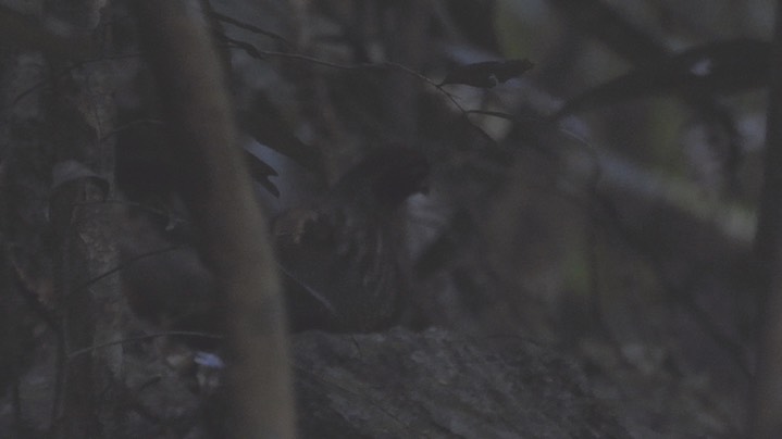 Wood-Quail, Black-fronted (Colombia)