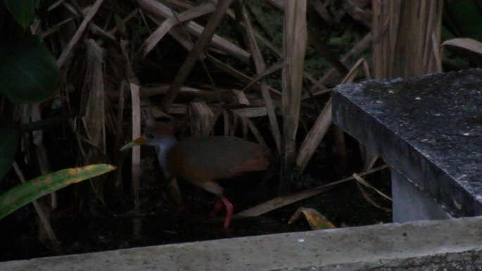 Wood Rail, Grey-necked 1