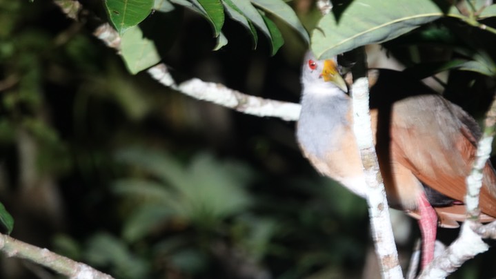 Wood-Rail, Russet-naped