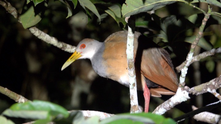 Wood-Rail, Russet-naped (Belize 2021) a