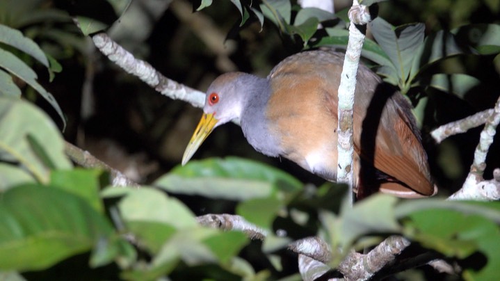 Wood-Rail, Russet-naped (Belize 2021) b