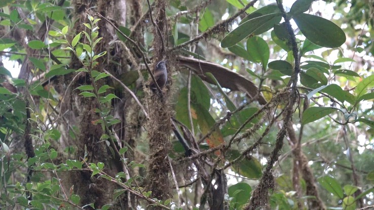 Wood-Wren, Munchique (Cerro Montezuma, Colombia) 2