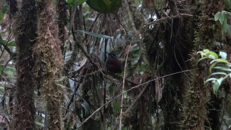 Wood-Wren, Munchique (Cerro Montezuma, Colombia) 3