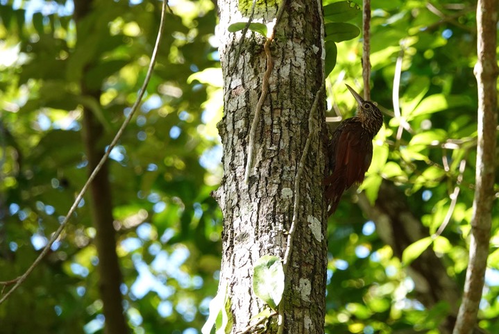 Woodcreeper, 2