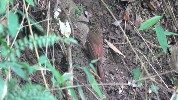 Woodcreeper, Cocoa