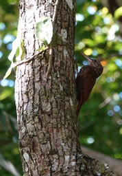 Woodcreeper, Ivory-billed Xiphorhynchus flavigaster