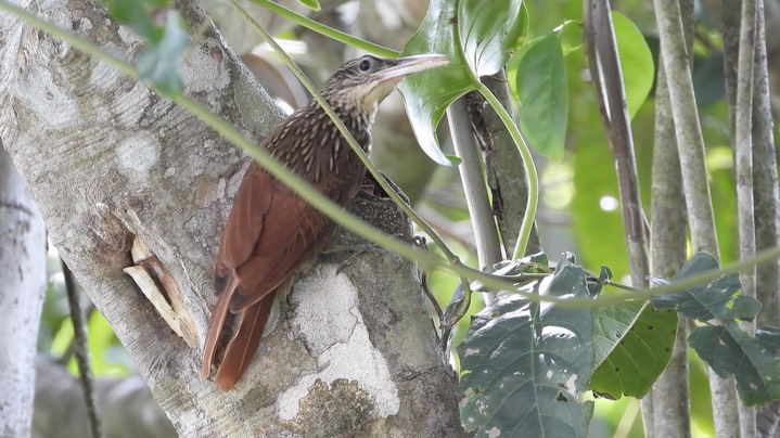 Woodcreeper, Ivory-billed (Belize 2021) c