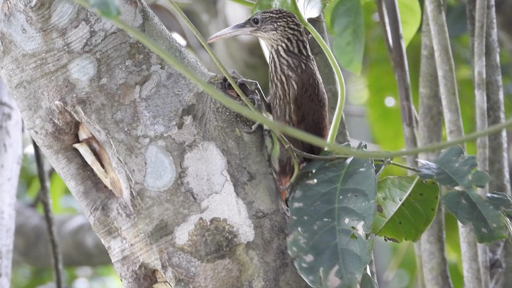 Woodcreeper, Ivory-billed (Belize 2021) a